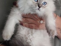 Kucak Kedisi