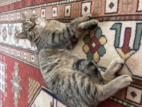 9 aylık british shorthair oğluş yeni yuvasını arıyor