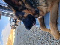 Ücretsiz Ankara içi sahiplenilecek alman çoban köpeği