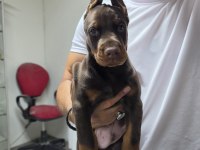 Doberman şecereli