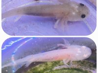 axolotl yavrular