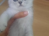 19 mayıs doğumlu scottish fold yavrular sahiplendiriceğim