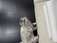 Kedimize acil yeni yuva arıyoruz