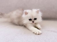 Chinchilla silver yavru safkan
