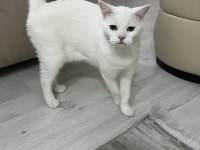 2 Yaşında British Shorthair
