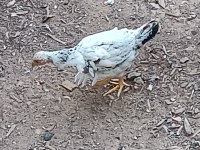 Güzel civcivler 3 aylık