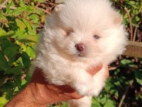 Orijinal Pomeranian boo yavrular