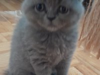 2 aylık scottish fold mama ve tuvalet eğitimi var
