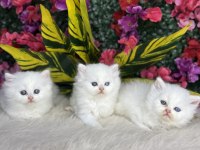 Anne altından safkan yavru kediler