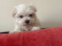IRKININ EN MÜKEMMELİ MALTESE TERRİER YAVRULARIMIZ