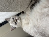 Evlendim eşimin alerji durumundan british shorthair