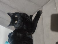 British longhair