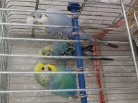Muhabbet kuşu erkek kızgın