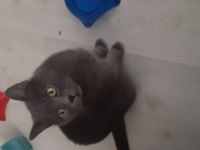 TAYİN SEBEBİ İLE SAHİPLENDİRİLECEK KEDİMİZ
