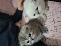 REZERVE BRİTİSH LONGHAİR YAVRULAR