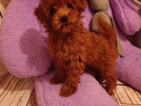 Toy poodle dişi
