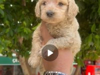 45 50 günlük 3 erkek 1 dişi maltipoo yavrularımız