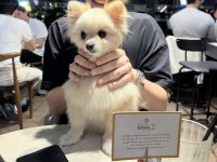 Pomeranian Boo Yavruları (Erkek)