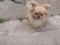 Safkan erkek chihuahua