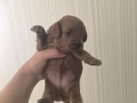 Bir aylık poodle yavrular 15 güne teslime hazır
