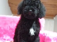 Taşındığımızdan dolayı ÇOK ACİL 4,5 Aylık Poodle