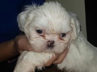 Maltese yavrular