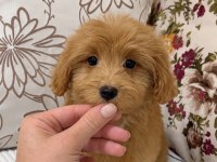RED DİŞİ MALTİPOO
