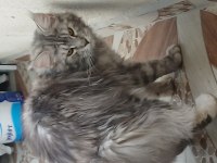 1.5 yaşında tortie maine coon