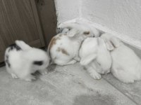 Safkan hollanda lop tavşanı bebekler