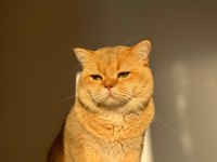 British shorthair golden erkek