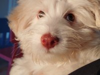Acil uygun maltese terrier
