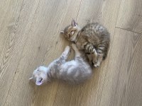 Scottish Fold British Fold Yavrular