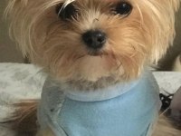 Teacup yorkshire terrier bebekler antalya