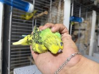 Jumbo muhabbet yavrular konuşturmalık