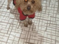 Toy Poodle 3 Yaşına Girecek