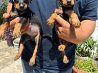 Orjinal Doberman Yavrularımız