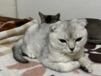 Scottish fold oğluma yuva arıyoruz
