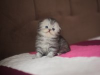 Üst kaliteli dişi Scottish Fold
