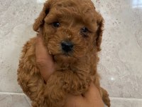 Orjinal minyatür toy poodle yavrular