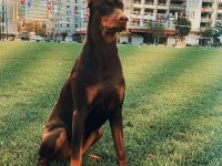 King Doberman Yavruları