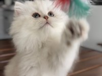 BRİTİSH LONGHAİR ŞOV KALİTE