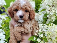 Ev doğumlu maltipoo bebekler