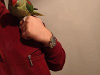 Acil satılık alexander papağanı 3 aylık