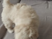Dişi ve erkek bebek köpekler