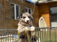 Blue Merle Border Collie Yavrular