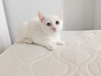 Van Kedisi Yavrusu 3 Aylık Erkek
