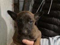 Hırs küpü malinois yavrular