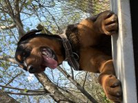 11 Aylık Kısır Sağlıklı Rottweiler