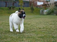 %100 Safkan Akita Yavruları Sağlık ve Irk Garantili 