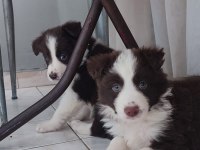 Sağlıklı safkan border collie yavrular